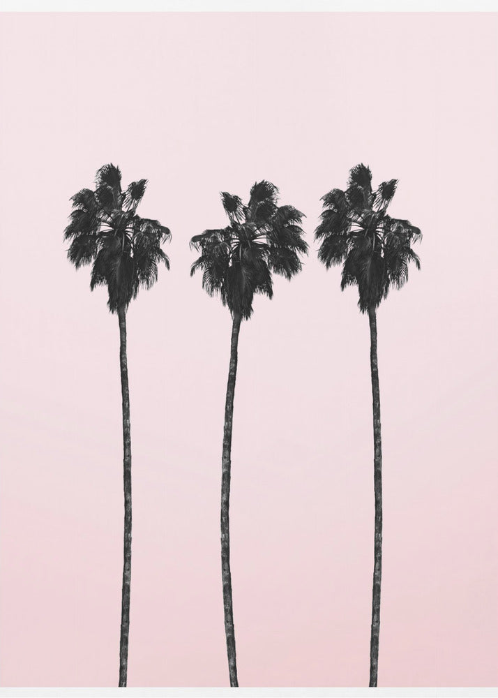 Pinky Palms